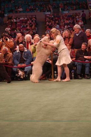 Illustration for article titled Wrapping Up The 2008 Westminster Dog Show